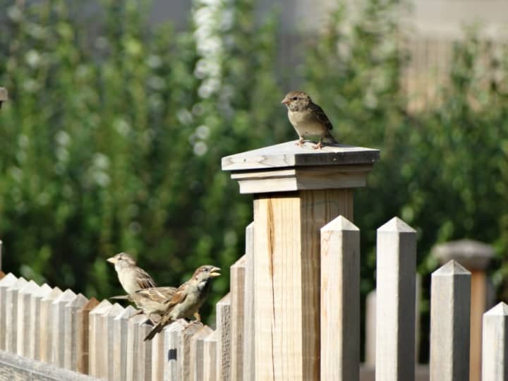 Some birds, like these House Sparrows, are perfectly content living near humans.
