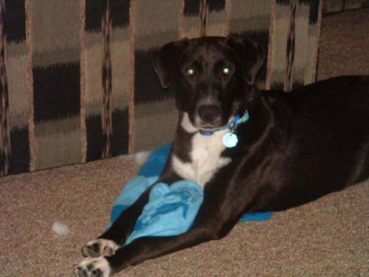 Dozer, a black lab from Wappingers Falls, is missing.