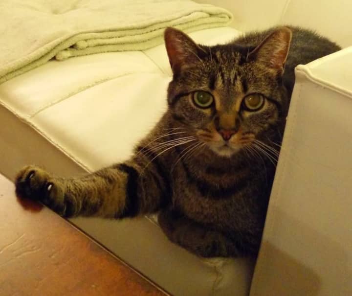 The owner of Tiki, a brown tabby cat who went missing in Scarsdale, is looking for her.