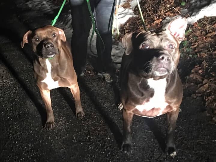 These two lost doggies, found in the Lake Carmel hamlet of Kent, have been reunited with their owners, says the local animal control officer.