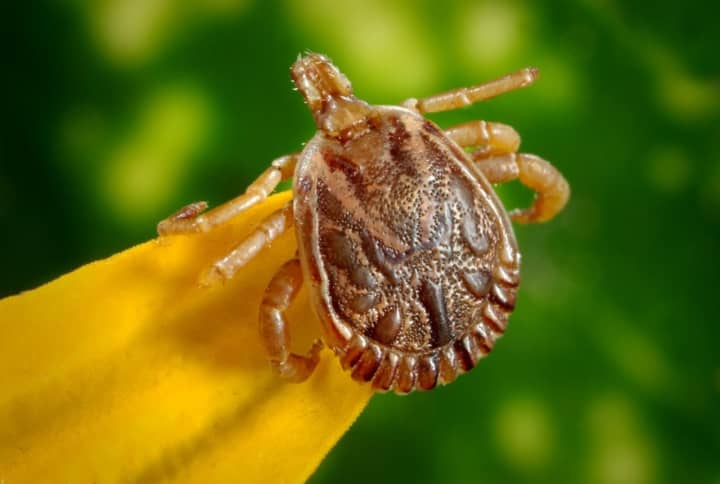 Spread by ticks, Lyme disease can cause long-term problems if left untreated.