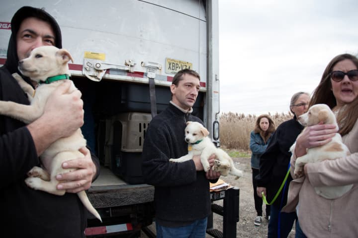 Crates of puppies are unloaded from Grateful Doggies&#x27; van and into the arms of new families.
