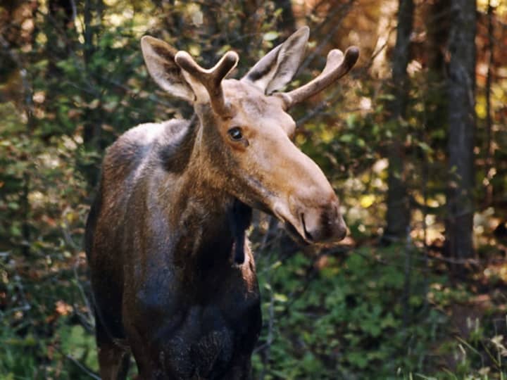 DEEP officials are warning residents to be on the lookout for moose as the season arrives for them to be out in public areas and roadways.