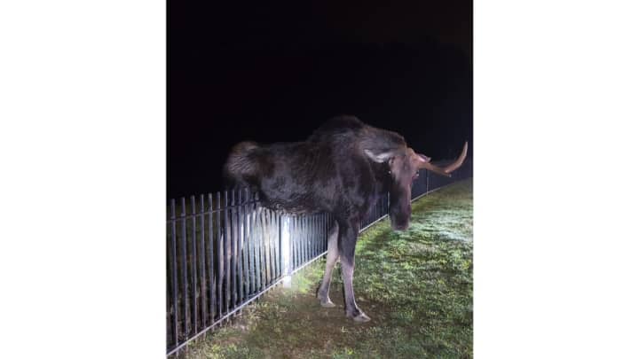 Authorities in Connecticut rescued a moose after the animal became trapped on a fence.