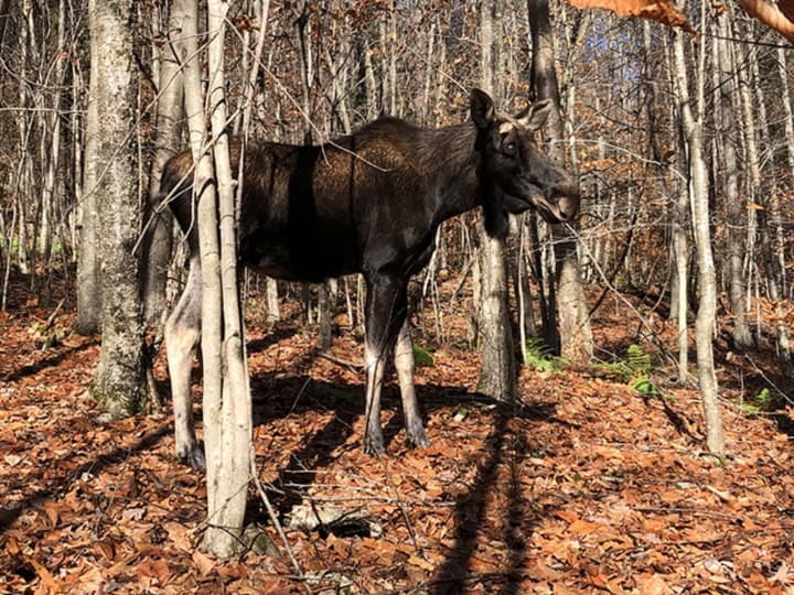 Connecticut State officials issued an alert to motorists after a series of moose sightings in Fairfield County communities.
