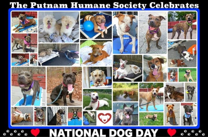 Friday -- and every Aug. 26 -- is National Dog Day.