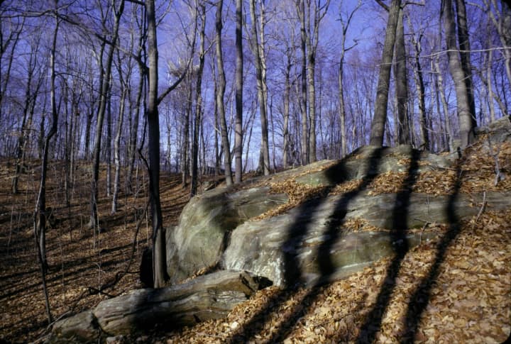 Nature Walk scheduled for Saturday at Ward Pound Ridge Reservation starts at 10 a.m.