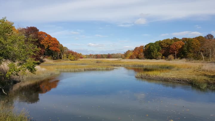 The Westchester Land Trust won a $55,000 grant to help fund a restoration project for 12 acres of coastal forest at Otter Creek Preserve in Mamaroneck.