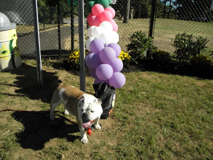 According to Dakota&#x27;s owner, Joyce Rytelewski, the 10-year-old English Boxer loved Port Chester&#x27;s new dog park and made a lot of new friends on Sunday. 