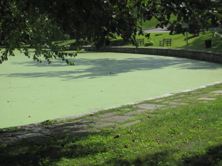 Crane&#x27;s Pond is covered in algae.