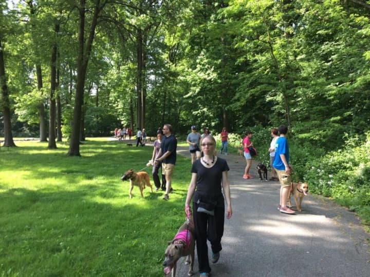 The walk will provide an opportunity for dog owners to enjoy their pets and start creating a special bond.