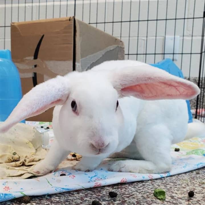 Peony, an active seven-month-old rabbit, is one of the many animals up for adoption