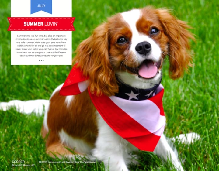 Cooper, from Briarcliff Manor, is &quot;Mr. July&quot; in the new Pet Valu calendar.