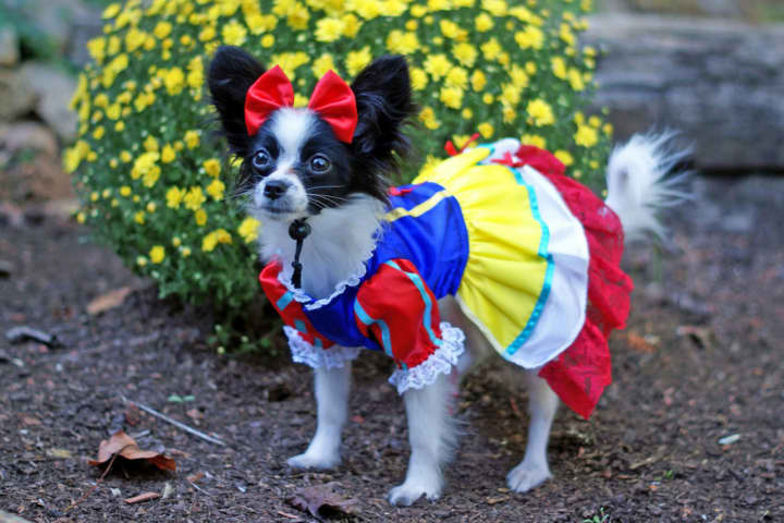 Best dressed pets will be on parade at the Oradell Animal Hospital&#x27;s Community Appreciation Fair on Oct. 4. 