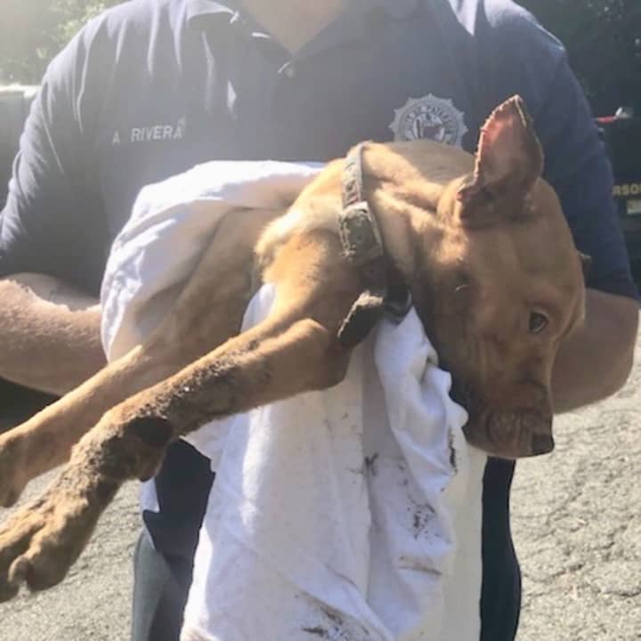 Phoenix was rescued from a Paterson apartment in sweltering temperatures Wednesday.