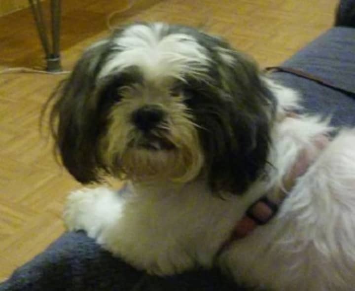 Princess, a 9-year-old Shih Tzu, has gone missing from her Poughkeepsie home. Her owners can be reached through the website, lostmydoggie.com.