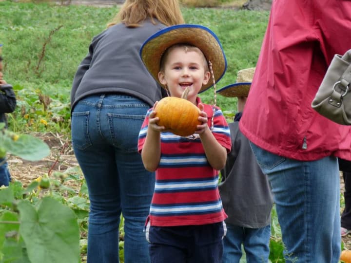 Take the family pumpkin picking this fall. 