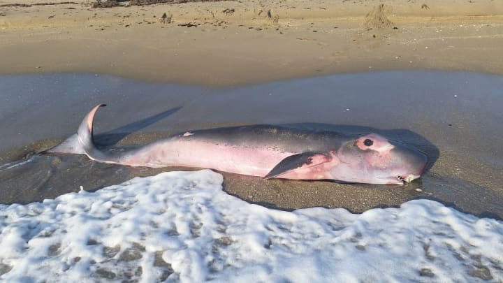 A pygmy sperm whale that went missing has been returned.