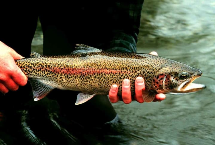 Anglers are getting ready for the kick-off of trout season on April 9.