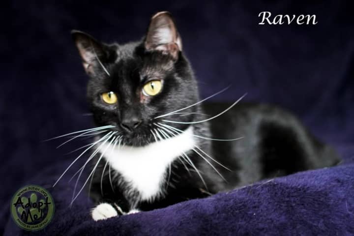 Raven is very sociable -- and available for adoption.