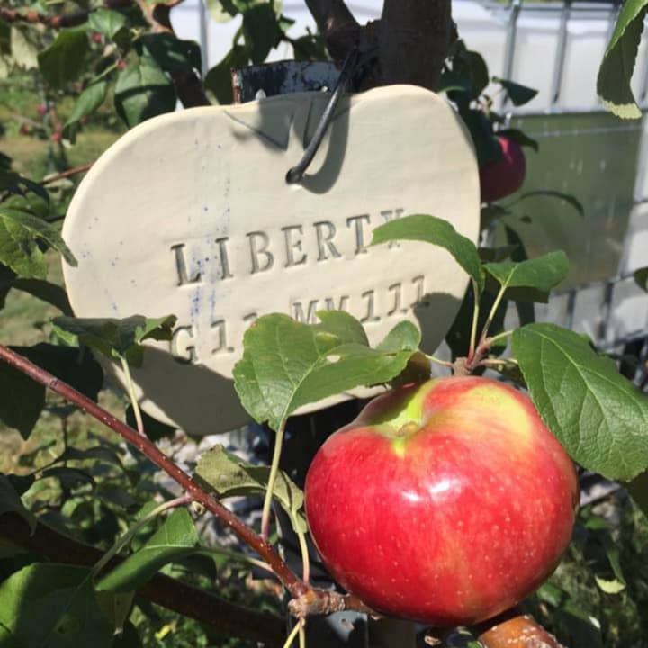 It;s apple-picking time at Cedar Heights Orchard in Rhinebeck. 