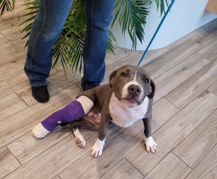The SPCA said Martinez-Vasquez was seen on surveillance video lifting his 1-year-old dog, named Rocky, over his head and slamming the dog to the ground, breaking his leg.