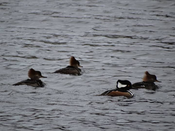 Male (black) and female (brown) Hooded Mergansers could not look more different.