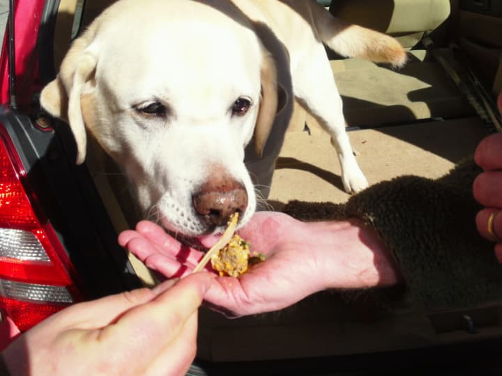 A dog tries a sample of Heelers dog food during a tasting in front of Outpost in Bedford Village.