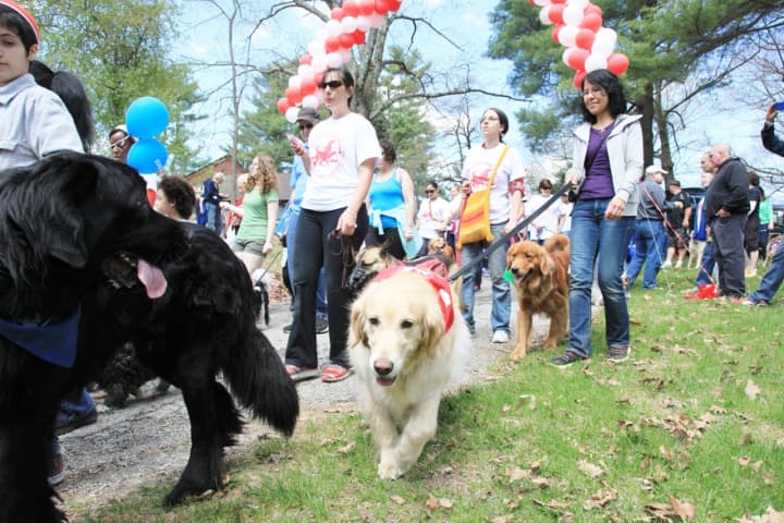 The SPCA Walkathon attracts thousands of people and pets.