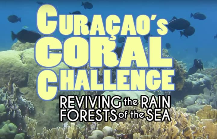 A Pace University documentary examining coral in the Caribbean recently won a &#x27;Best Short&#x27; award.