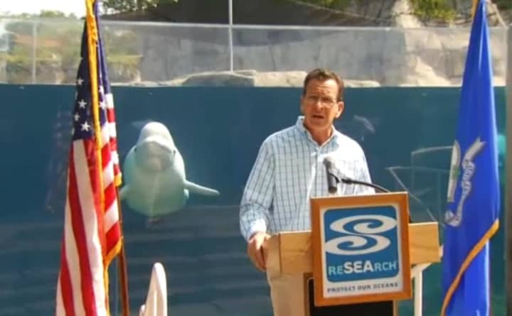 A beluga whale joins Gov. Dannel Malloy for a press conference on Labor Day tourism in Connecticut at the Mystic Aquarium on Wednesday. 