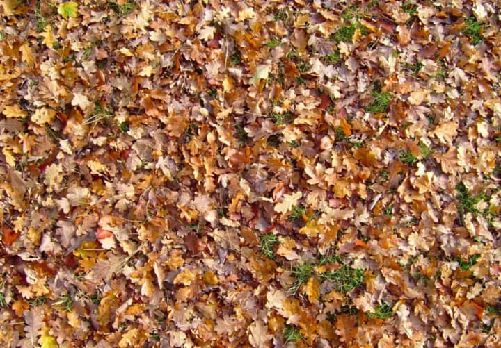 Scarsdale reminds residents of rules regarding leaf collection.