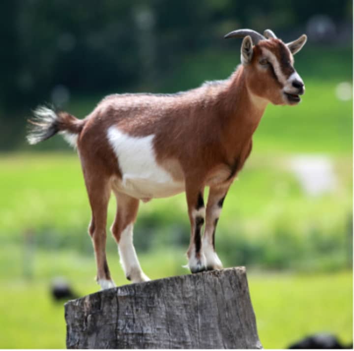 Dozens of goats were seized from a Fairfield County owner after complaints of neglect.