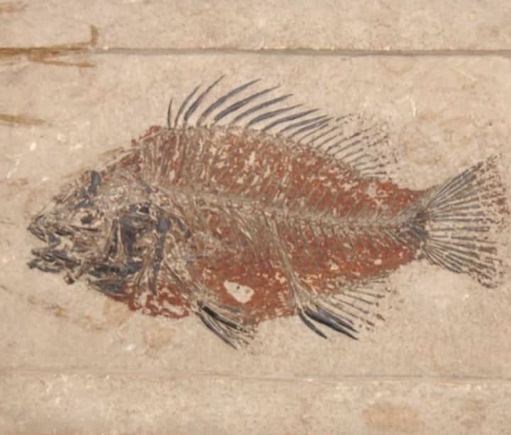 Priscacara serrata, an extinct fish species related to modern perch. 