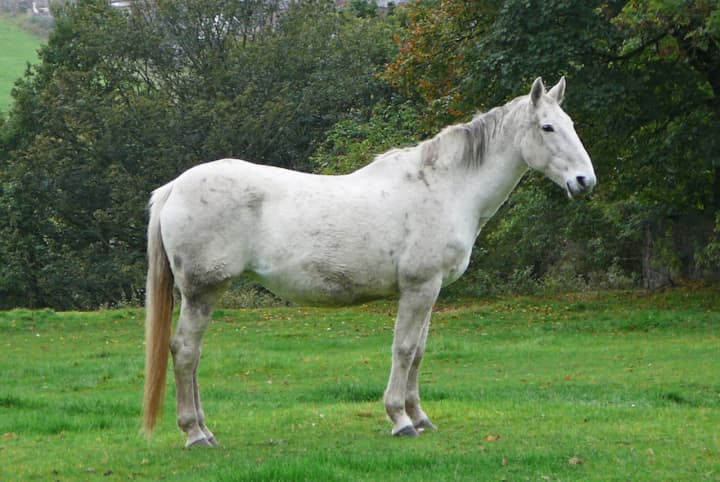 A pair of white horses, similar to the one pictured, were found on the loose after escaping from Ryder Farm.