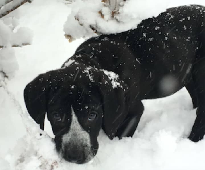 Puppy Hugo gets his first jaunt in the snow on Friday. He is the new puppy of the co-founder/co-owner of JoyRide Cycling Studio, Rhodie Lorenz of Westport.