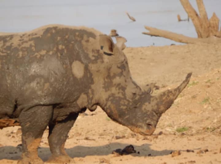 &quot;Speaking of rhinos, this one just finished having a nice mud bath,&quot; Holmes wrote. &quot;Maybe I will try it. I have heard it’s good for the skin.