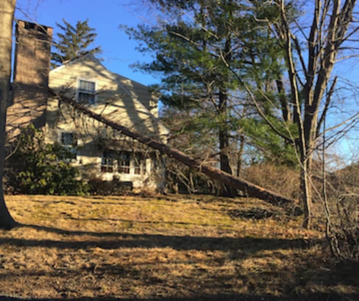 An uprooted tree landed on a Holbrook Drive home in Stamford after the big storm.