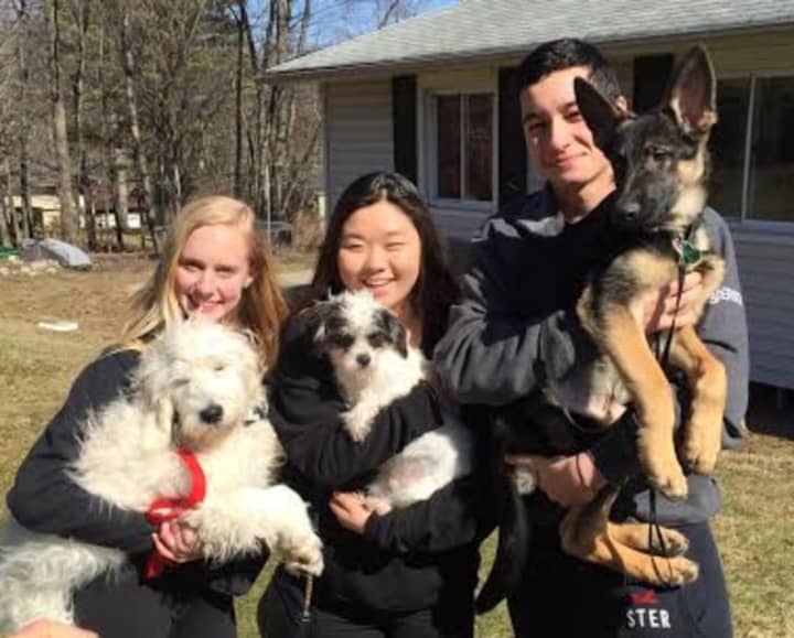 Several puppies need foster and adoptive homes after being displaced from an East Brunswick puppy store.