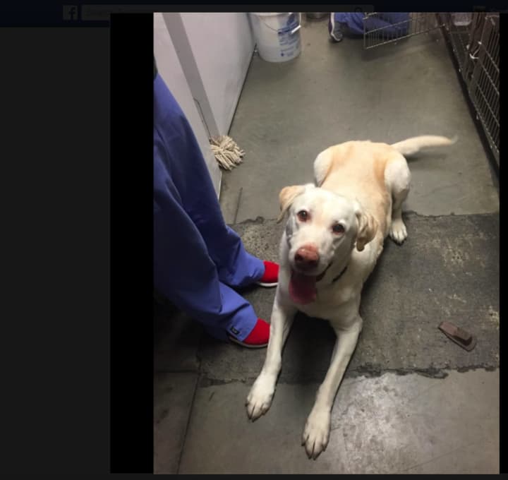 A stray Labrador retriever was found on Bucket Road in Purchase.