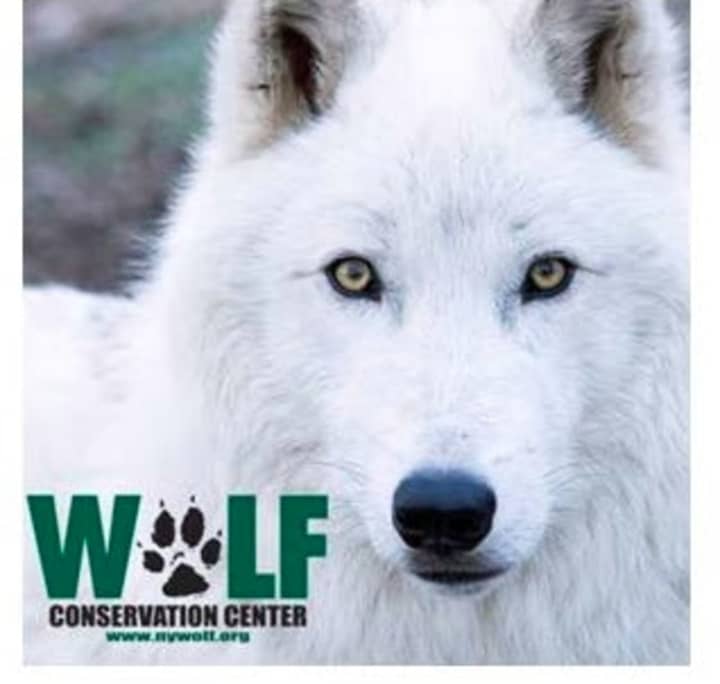 Atka is the oldest ambassador wolf at the Wolf Conservation Center.