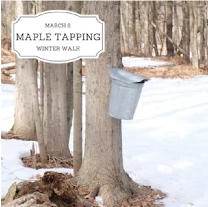 There will be a maple-tapping event March 8 with the Greenwich Land Trust.