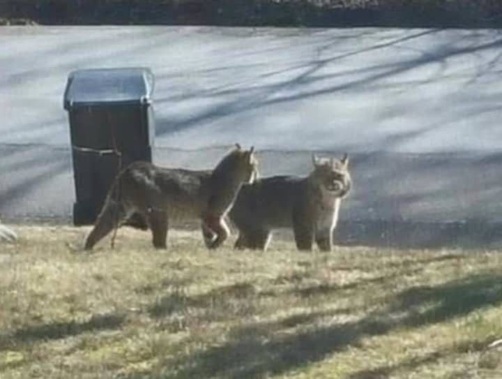 This photo of bobcats taken by a Granite Springs resident Saturday morning is getting attention on social media.
