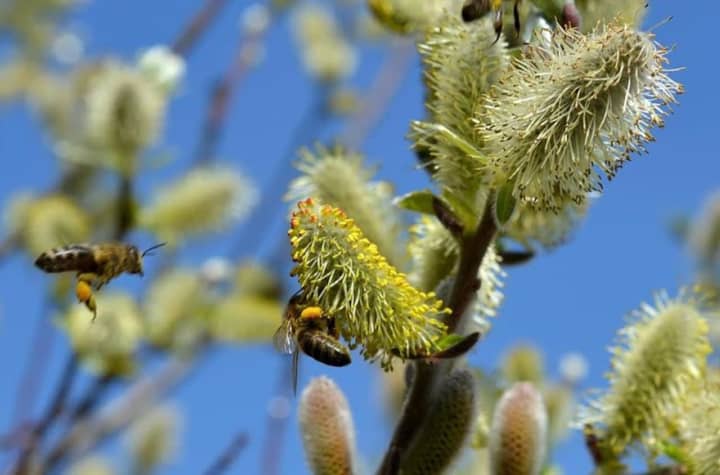 <p>Pussy Willow – a valuable bee plant.</p>