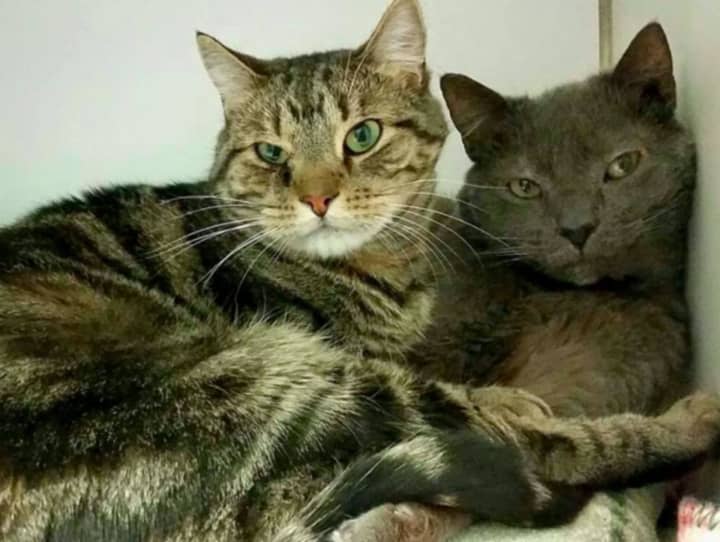 RBARI&#x27;s best friends Tigger and Louie need a permanent family.