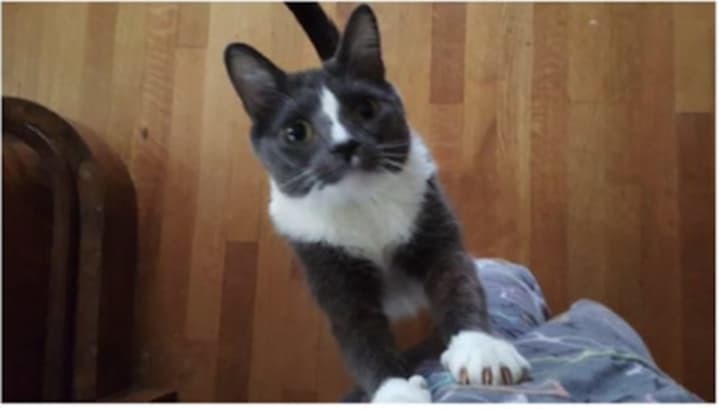 A Bronxville resident&#x27;s cat has been missing since March 16.