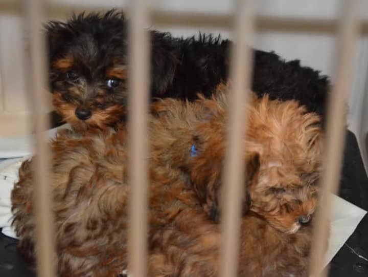 These puppies and more had been crated in a white van behind Just Pups on Route 17.