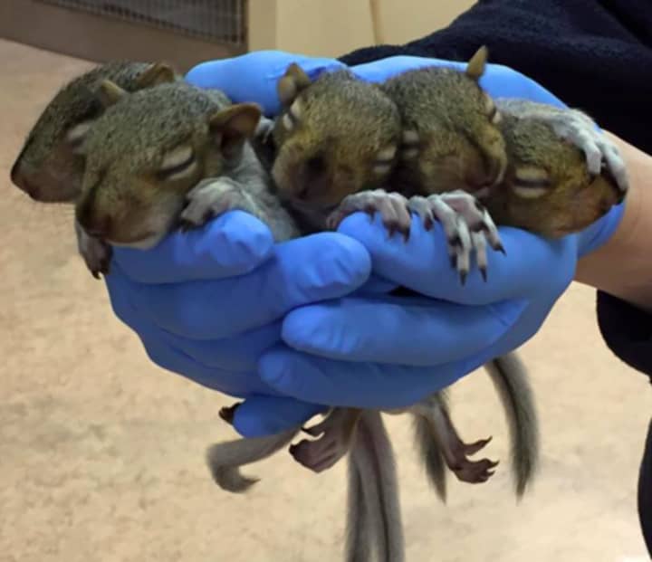 Baby squirrels at the Franklin Lakes Animal Hospital.