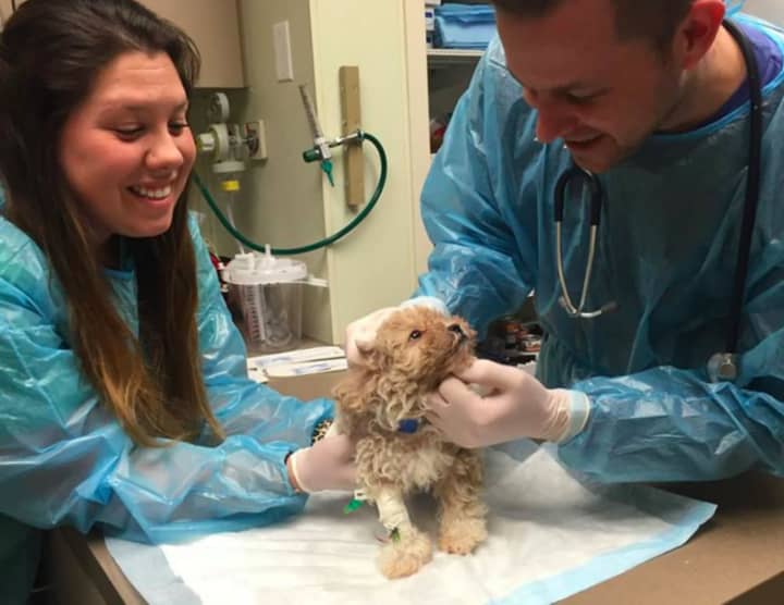 Oradell Animal Hospital officials examine a puppy found outside of Just Pups in Paramus.