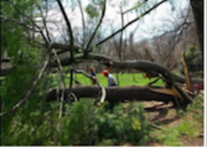 A large tree fell down at the Wilson Preserve in Greenwich.